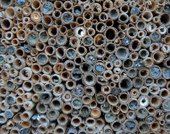 Rietstengels dichtgemetseld door bijen